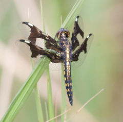 Palpopleura portia