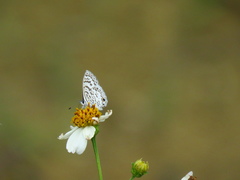 Leptotes cassius cassidula