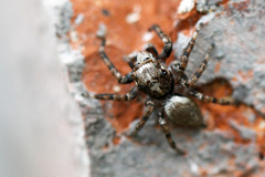 Tusitala