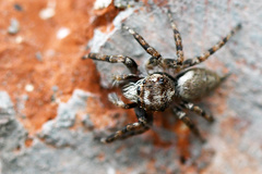 Tusitala