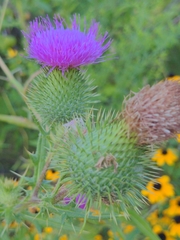 Melissodes desponsus