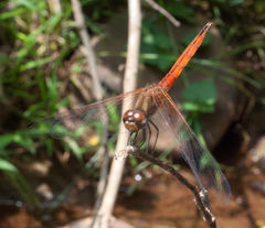 Trithemis pluvialis