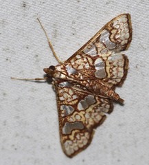 Glyphodes canthusalis