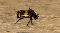 Nicrophorus mexicanus