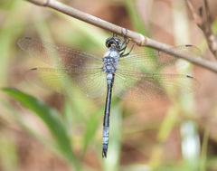 Zygonyx natalensis