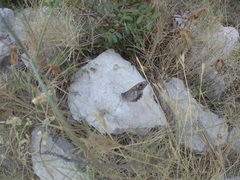 Hipparchia statilinus