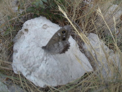 Hipparchia statilinus