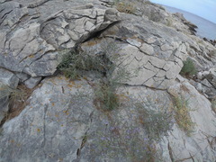 Limonium cancellatum