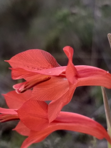 Image of Gladiolus teretifolius by (c) kevin koen, some rights reserved (CC BY-SA)