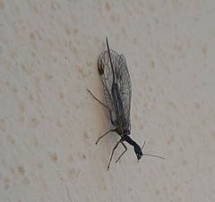 Dichrostigma flavipes