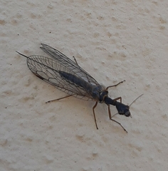 Dichrostigma flavipes