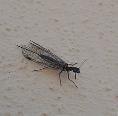 Dichrostigma flavipes