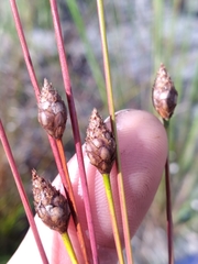Xyris stenotera