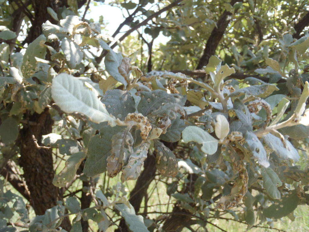 Mountain Silver-oak from Phaladingwe Hiking Trail on December 20, 2012 ...