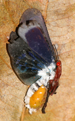 Kalidasa nigromaculata
