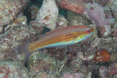 Paracheilinus filamentosus