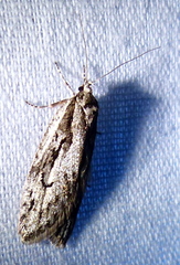 Semioscopis aurorella