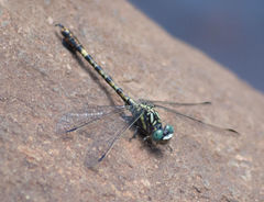 Paragomphus cognatus