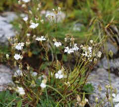 Heliosperma alpestre