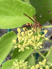 Polistes stabilinus