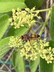 Polistes stabilinus