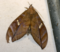 Phyllodes