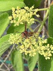 Polistes stabilinus
