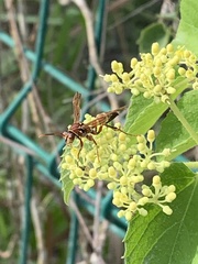 Polistes stabilinus