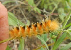 Pygarctia