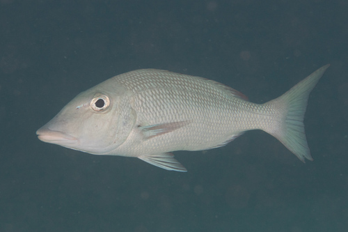 Emperor (Lethrinus microdon) — Lethrinidae — 5