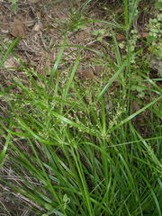 Cyperus leptocladus