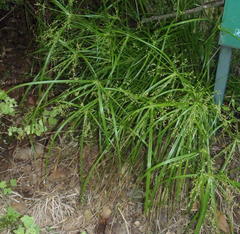 Cyperus leptocladus