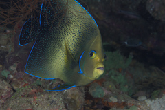 Semicircle Angelfish photo 5