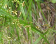 Cyperus leptocladus