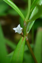 Scleromitrion brachypodum