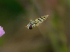 Allograpta exotica