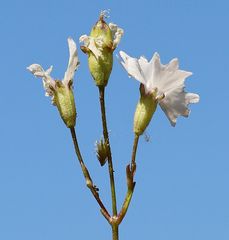 Heliosperma alpestre