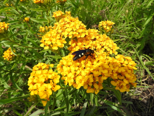 Tagetes lucida