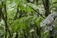 Basileuterus melanotis