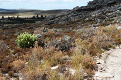 Leucadendron arcuatum