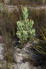 Leucadendron arcuatum