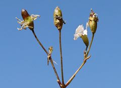 Heliosperma alpestre