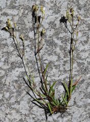 Heliosperma alpestre