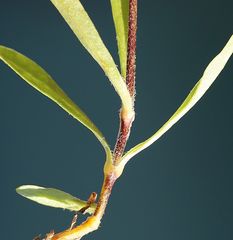 Heliosperma alpestre