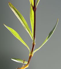 Heliosperma alpestre