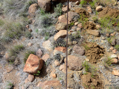 Cryptomys hottentotus