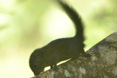 Funambulus sublineatus