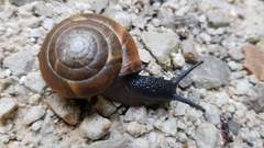 Aegopis verticillus