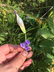 Gentianopsis detonsa