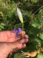 Gentianopsis detonsa